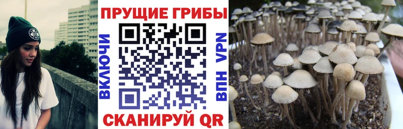 Псилоцибиновые грибы мицелий  где можно купить   Зуевка 